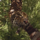 Image for article titled The Dangerous Animals I've Pet In Far Cry Primal
